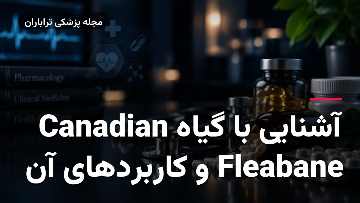 آشنایی با گیاه Canadian Fleabane و کاربردهای آن